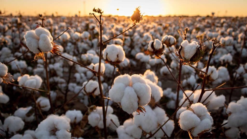 Cotton field at sunset
